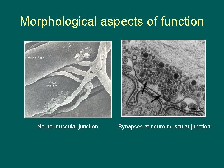 Morphological aspects of function Neuro-muscular junction Synapses at neuro-muscular junction 