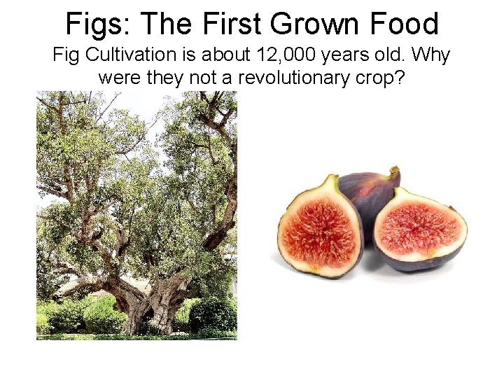 Figs: The First Grown Food Fig Cultivation is about 12, 000 years old. Why