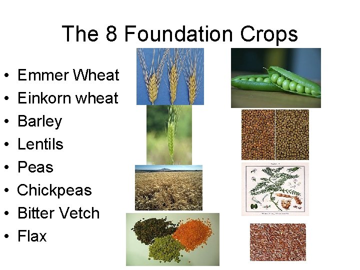 The 8 Foundation Crops • • Emmer Wheat Einkorn wheat Barley Lentils Peas Chickpeas