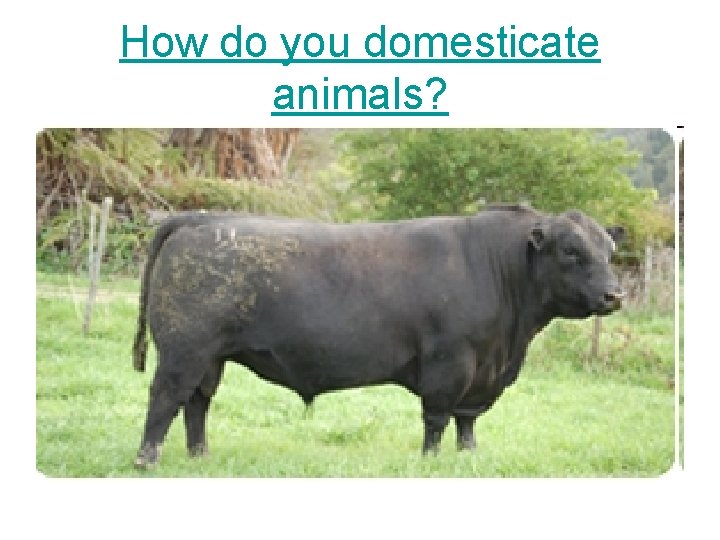 How do you domesticate animals? 