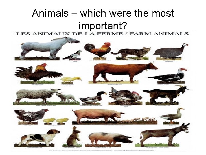 Animals – which were the most important? 