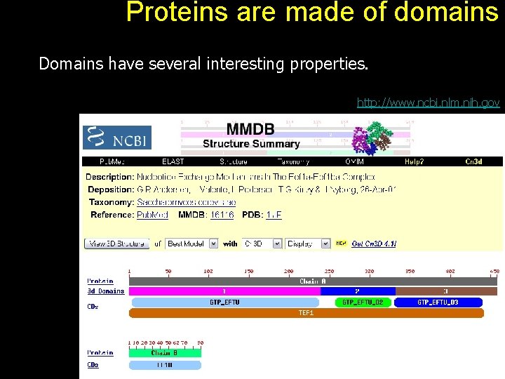 Proteins are made of domains Domains have several interesting properties. http: //www. ncbi. nlm.