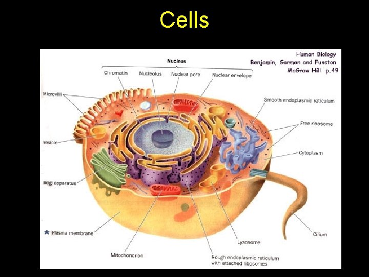 Cells 