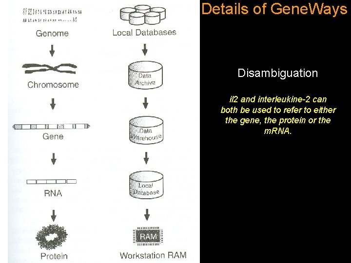 Details of Gene. Ways Disambiguation il 2 and interleukine-2 can both be used to