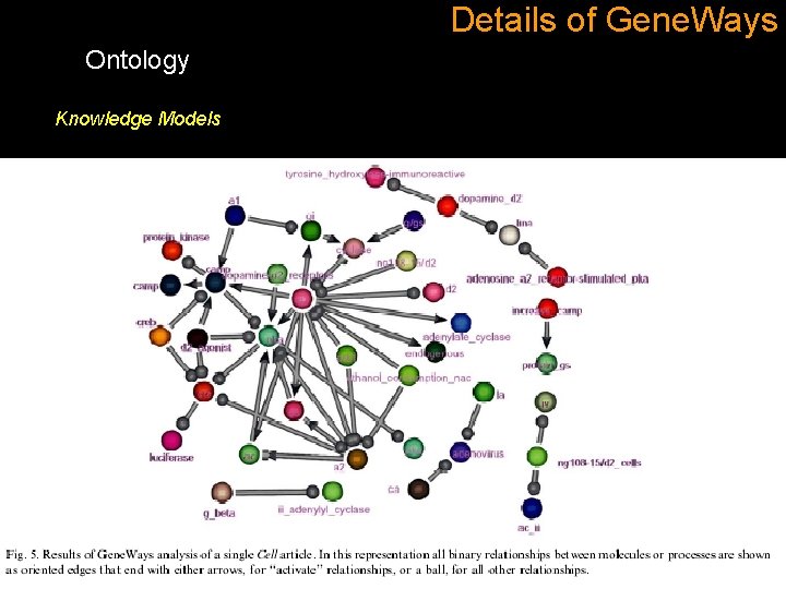 Details of Gene. Ways Ontology Knowledge Models 