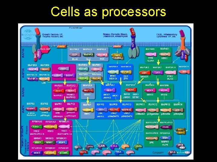 Cells as processors 