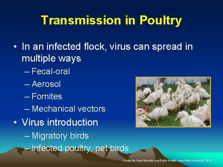 Transmission in Poultry • In an infected flock, virus can spread in multiple ways