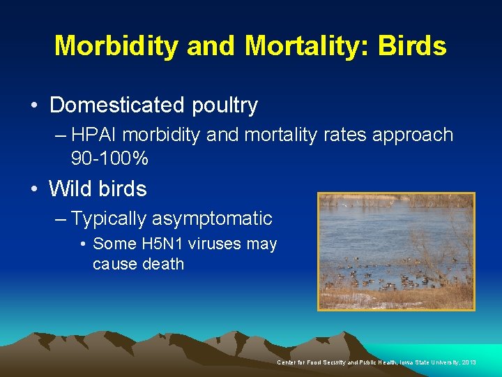 Morbidity and Mortality: Birds • Domesticated poultry – HPAI morbidity and mortality rates approach