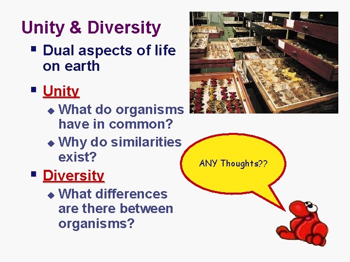 Unity & Diversity § Dual aspects of life on earth § Unity What do