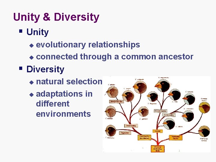 Unity & Diversity § Unity evolutionary relationships u connected through a common ancestor u