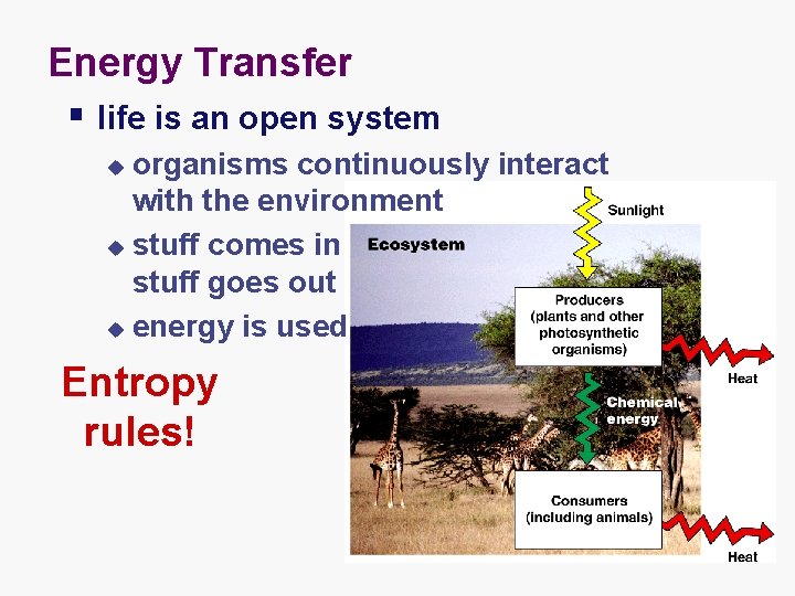 Energy Transfer § life is an open system organisms continuously interact with the environment