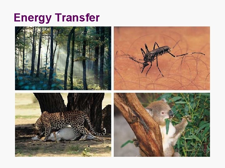 Energy Transfer 