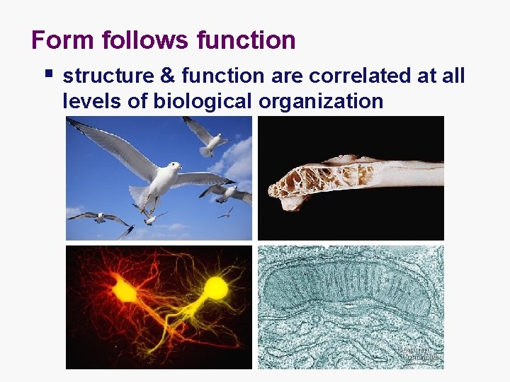 Form follows function § structure & function are correlated at all levels of biological