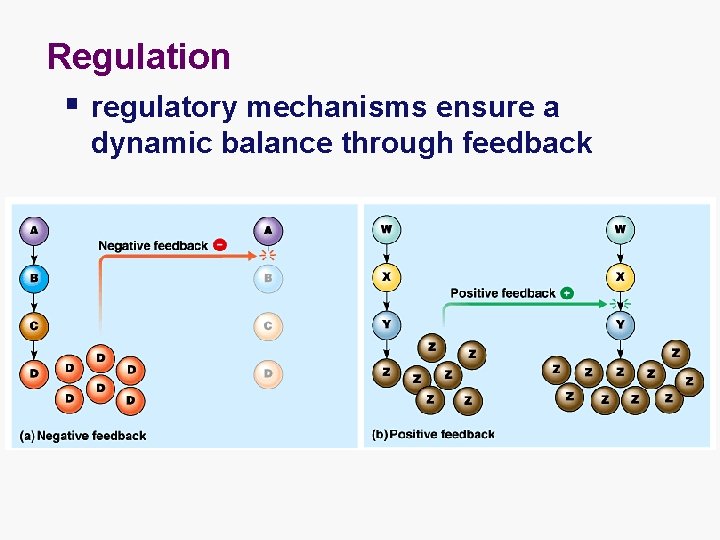 Regulation § regulatory mechanisms ensure a dynamic balance through feedback 