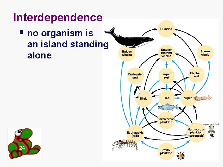 Interdependence § no organism is an island standing alone 