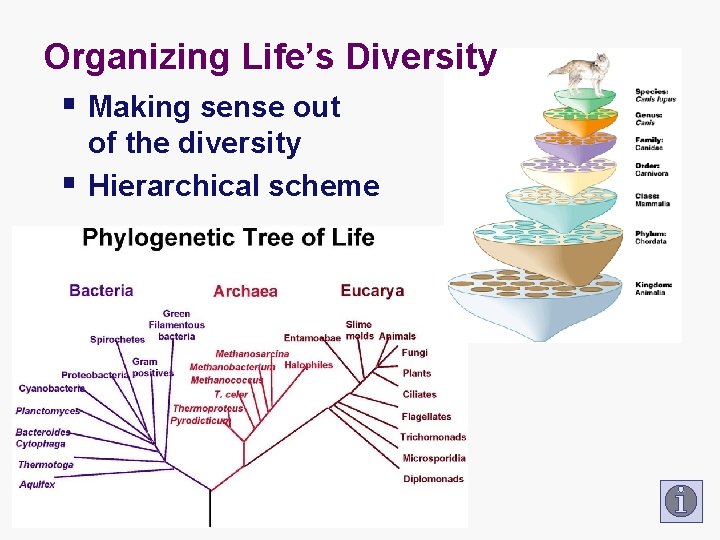 Organizing Life’s Diversity § Making sense out § of the diversity Hierarchical scheme 