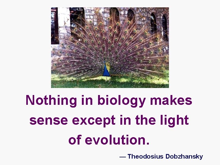 Nothing in biology makes sense except in the light of evolution. — Theodosius Dobzhansky