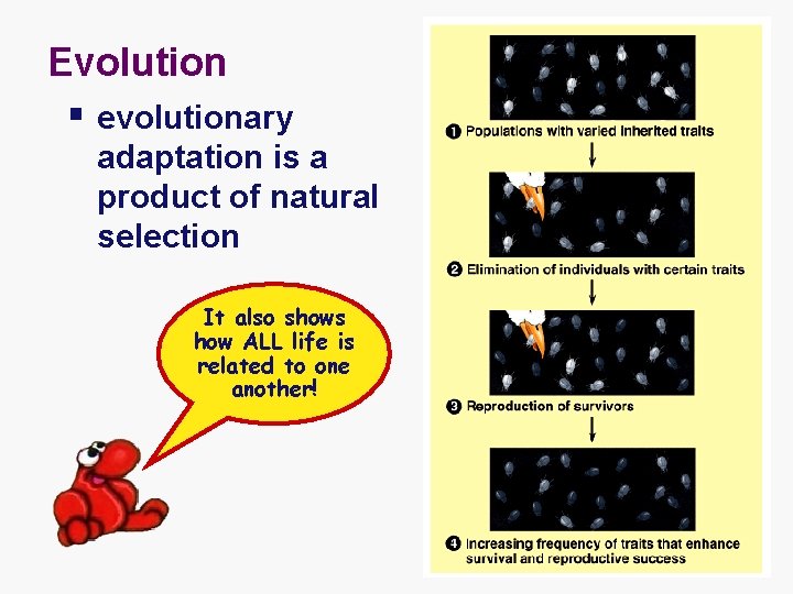 Evolution § evolutionary adaptation is a product of natural selection It also shows how