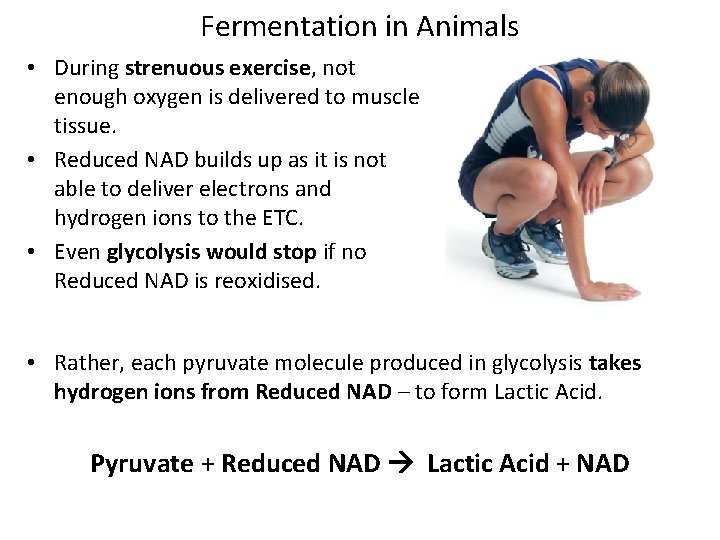 Fermentation in Animals • During strenuous exercise, not enough oxygen is delivered to muscle