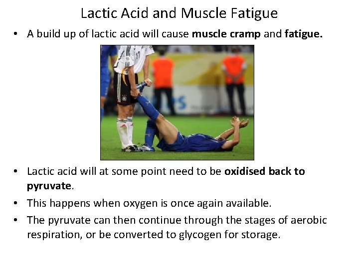Lactic Acid and Muscle Fatigue • A build up of lactic acid will cause