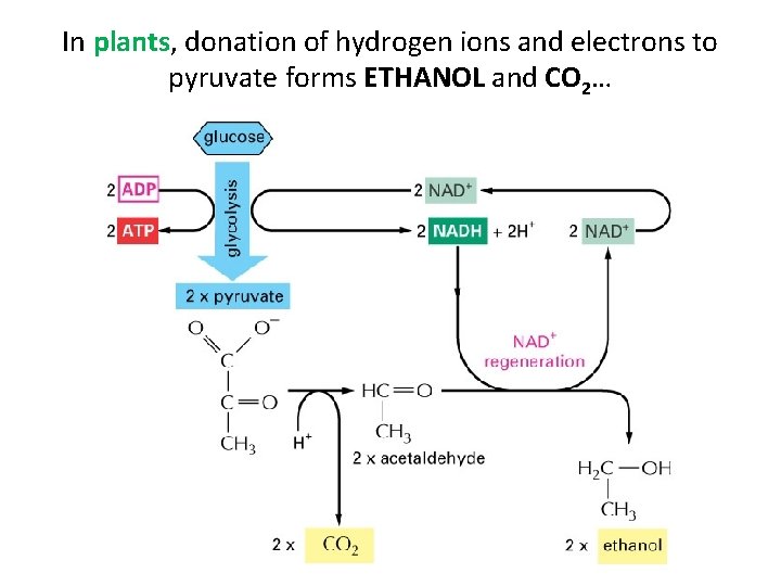 In plants, donation of hydrogen ions and electrons to pyruvate forms ETHANOL and CO
