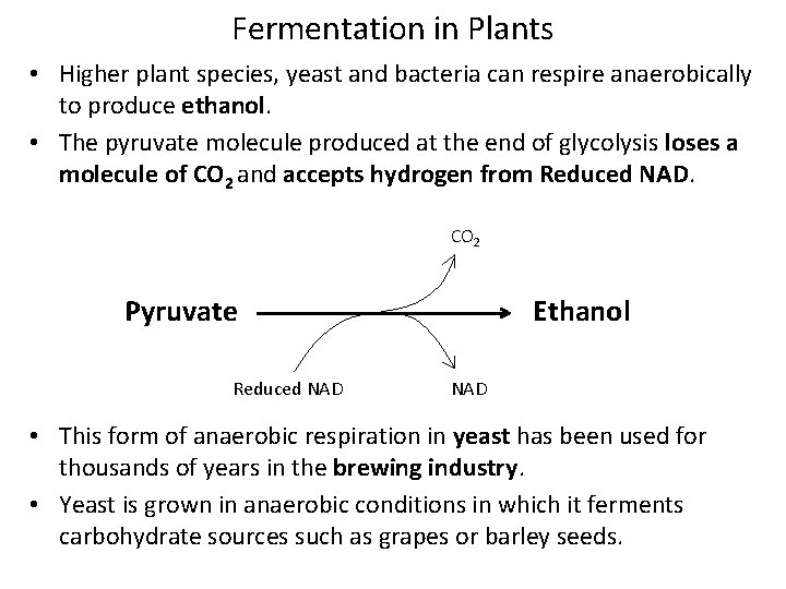 Fermentation in Plants • Higher plant species, yeast and bacteria can respire anaerobically to