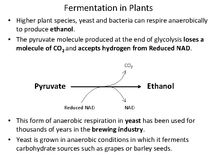 Fermentation in Plants • Higher plant species, yeast and bacteria can respire anaerobically to