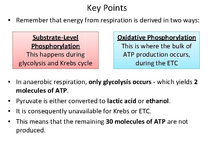 Key Points • Remember that energy from respiration is derived in two ways: Substrate-Level