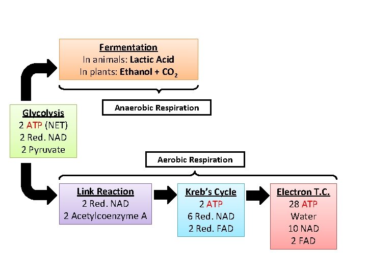 Fermentation In animals: Lactic Acid In plants: Ethanol + CO 2 Glycolysis 2 ATP