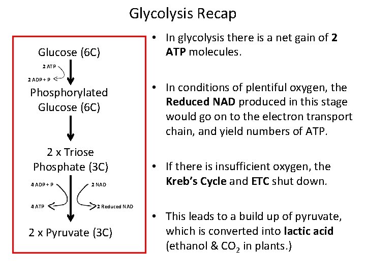 Glycolysis Recap Glucose (6 C) • In glycolysis there is a net gain of