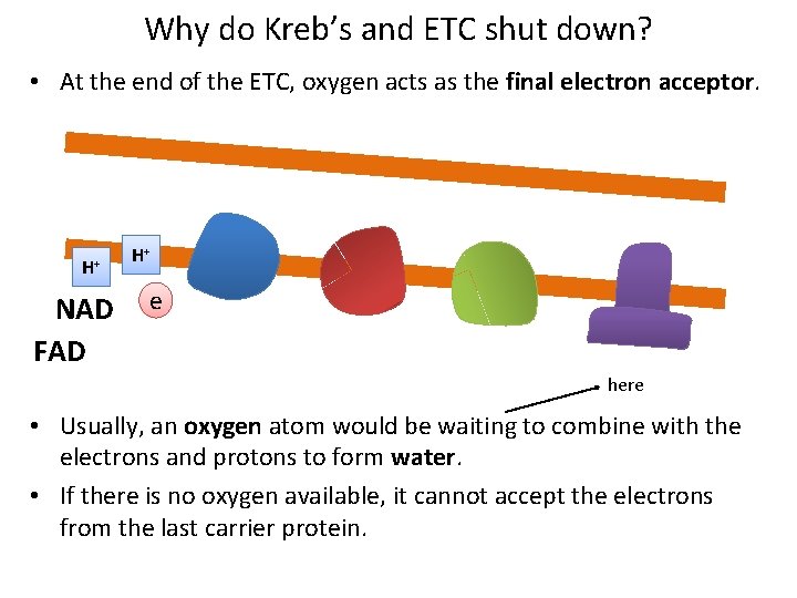 Why do Kreb’s and ETC shut down? • At the end of the ETC,