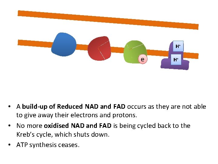 H+ e H+ • A build-up of Reduced NAD and FAD occurs as they