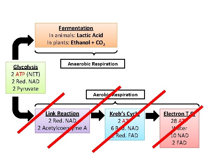 Fermentation In animals: Lactic Acid In plants: Ethanol + CO 2 Glycolysis 2 ATP