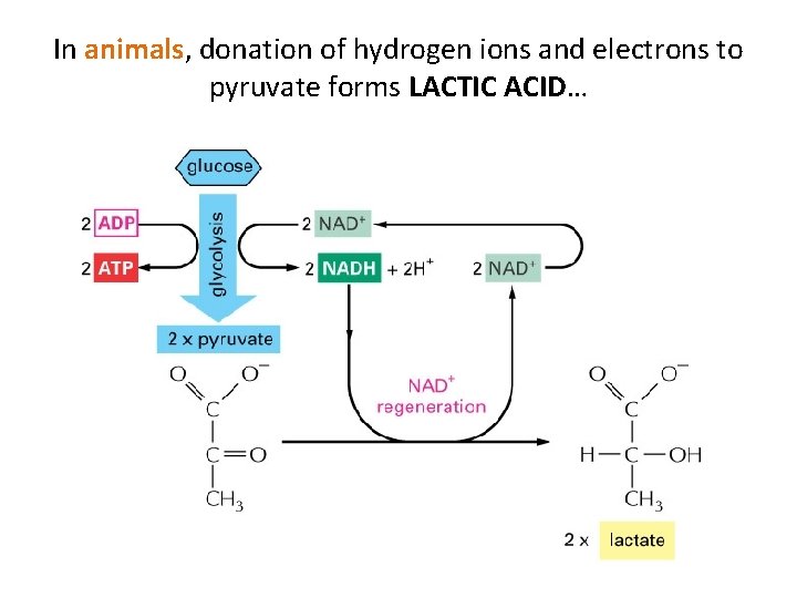 In animals, donation of hydrogen ions and electrons to pyruvate forms LACTIC ACID… 