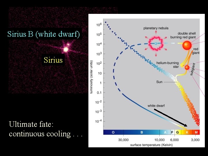 Sirius B (white dwarf) Sirius Ultimate fate: continuous cooling. . . 