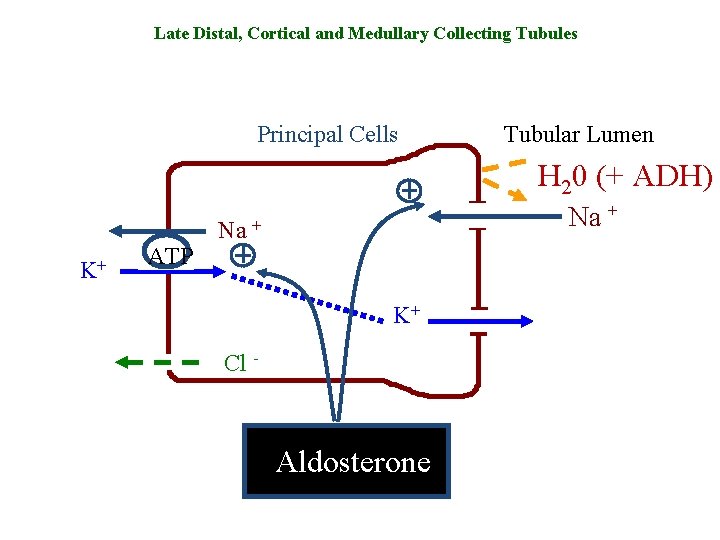 Late Distal, Cortical and Medullary Collecting Tubules Principal Cells Tubular Lumen H 20 (+