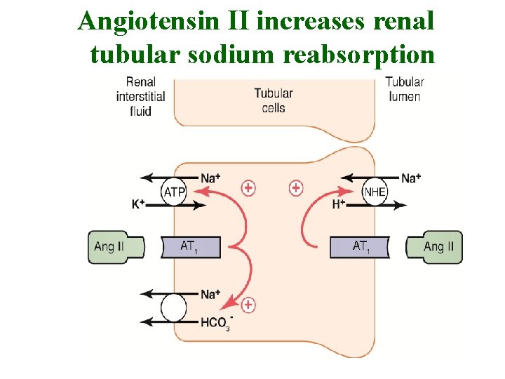 Angiotensin II increases renal tubular sodium reabsorption 