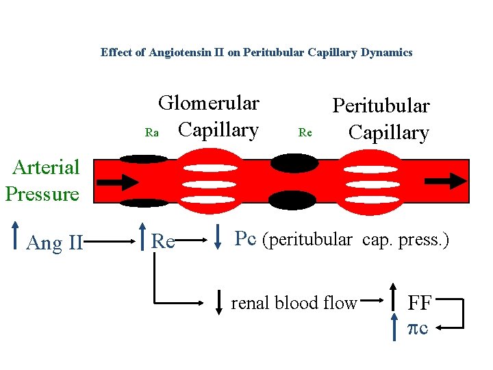 Effect of Angiotensin II on Peritubular Capillary Dynamics Glomerular Capillary Ra Re Peritubular Capillary