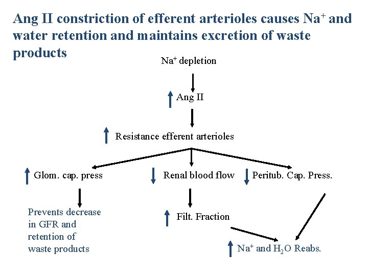 Ang II constriction of efferent arterioles causes Na+ and water retention and maintains excretion