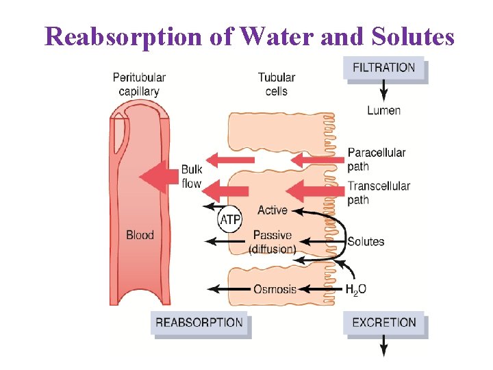 Reabsorption of Water and Solutes 