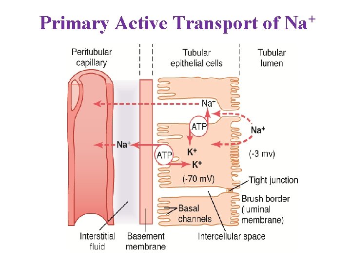 Primary Active Transport of Na+ 