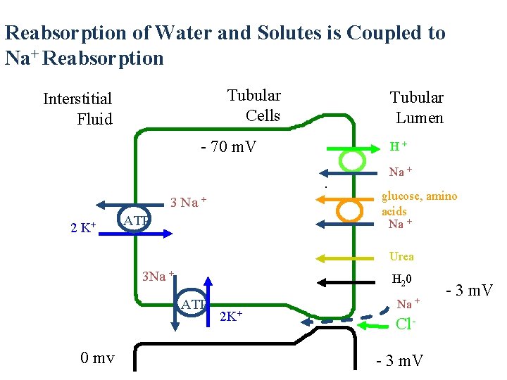 Reabsorption of Water and Solutes is Coupled to Na+ Reabsorption Tubular Cells Interstitial Fluid