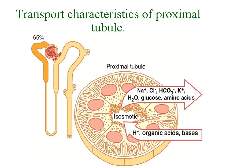 Transport characteristics of proximal tubule. 