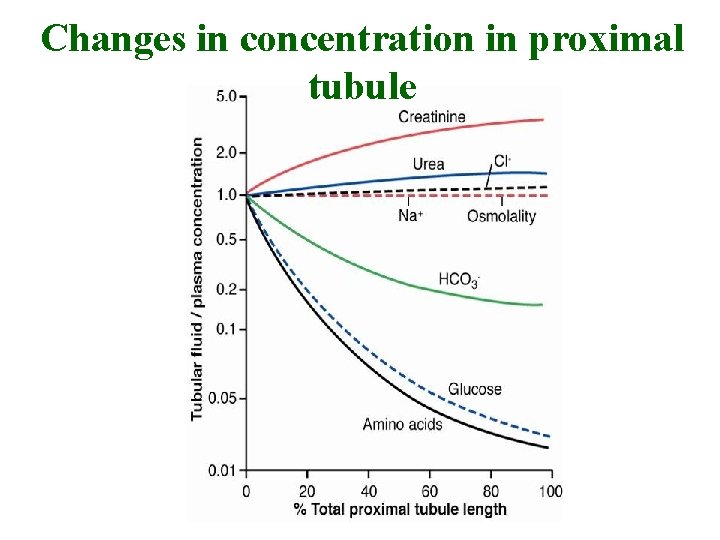 Changes in concentration in proximal tubule 