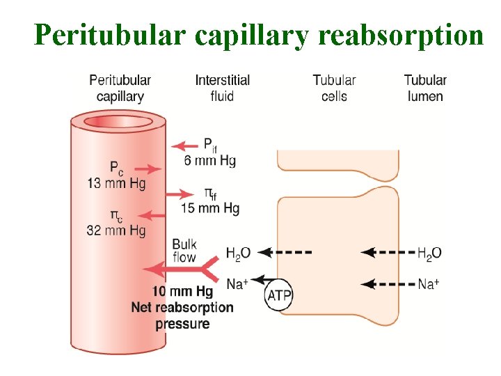 Peritubular capillary reabsorption 