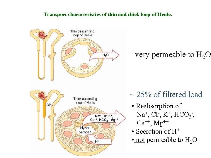 Transport characteristics of thin and thick loop of Henle. very permeable to H 2