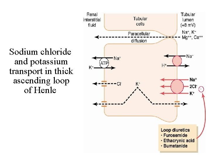 Sodium chloride and potassium transport in thick ascending loop of Henle 