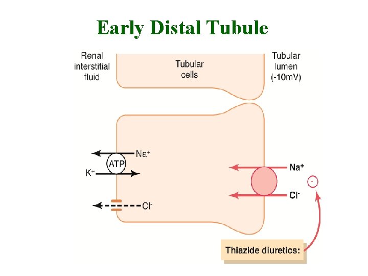 Early Distal Tubule 