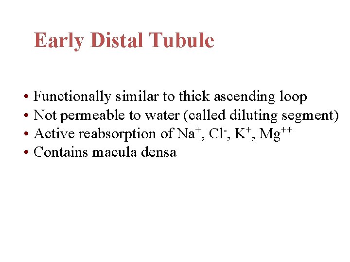 Early Distal Tubule • Functionally similar to thick ascending loop • Not permeable to