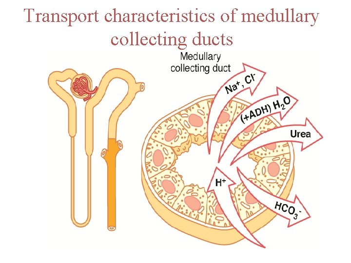 Transport characteristics of medullary collecting ducts 